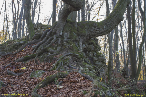 Ruiny zamku Ostrężnik