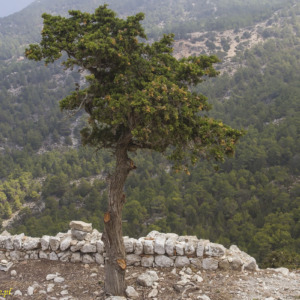 Zamek w Monolithos